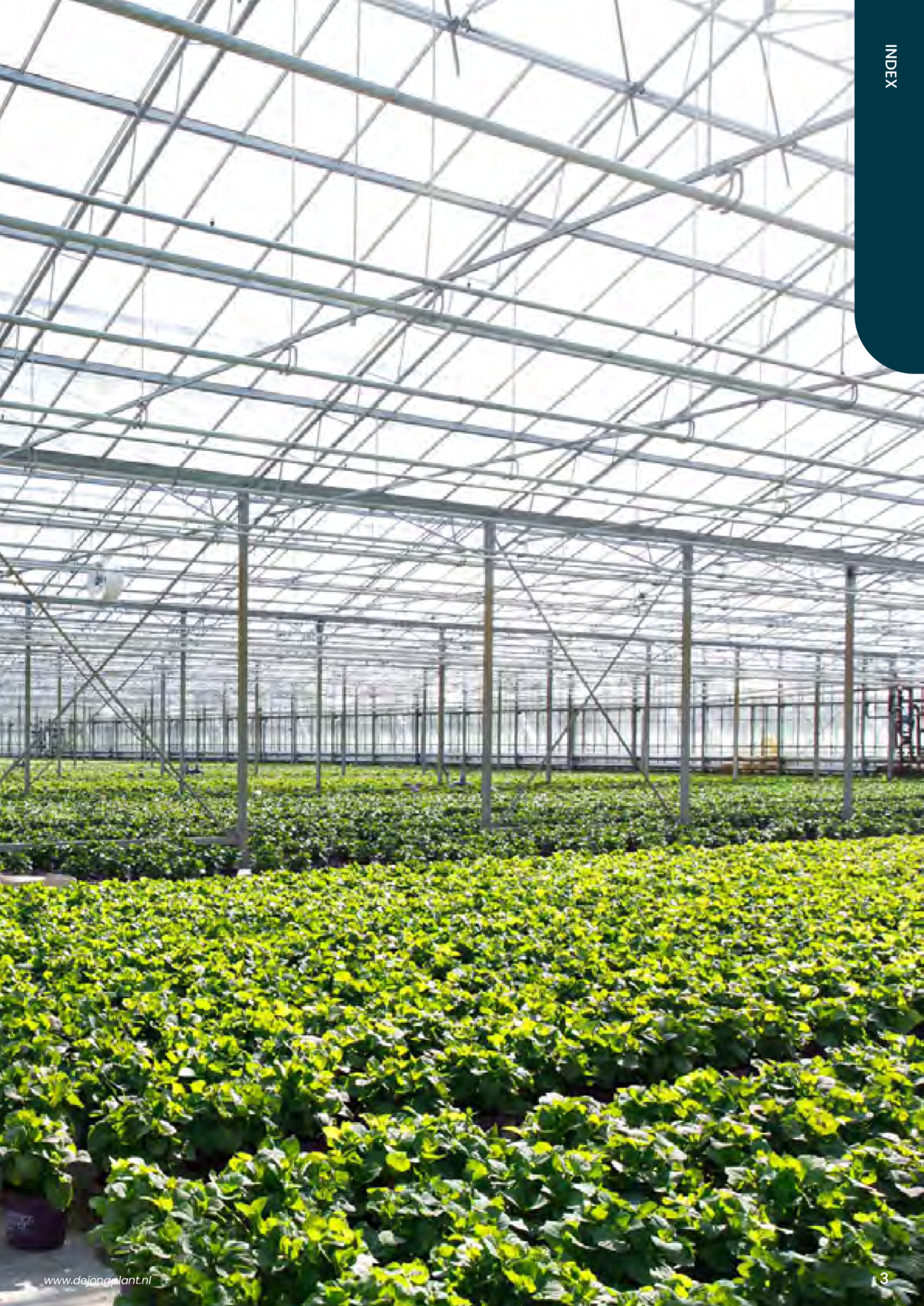 Catalogue | DejongplantBeeldbank